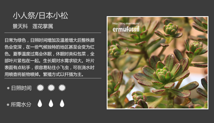 1000种多肉植物珊瑚图鉴,最全多肉品种图鉴