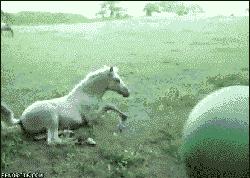 搞笑瑜伽球翻滚,瑜伽球搞笑