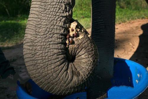 一杯1500元的黑象牙咖啡大象便便中的咖啡豆冲出的咖啡