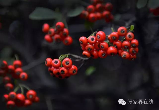 影像张家界季节篇：深秋的印记