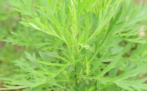 宫寒吃什么食物效果最好,宫寒吃什么食物调养好