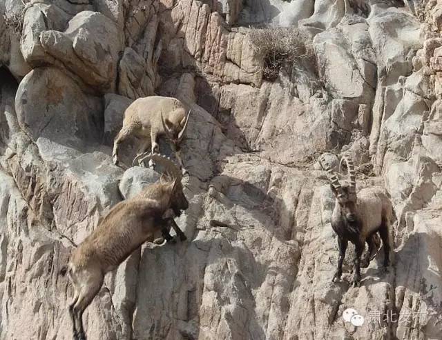 肃北蒙古史,肃北蒙古族民间故事