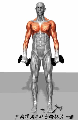 健身应该先练力量吗,哑铃大肌肉群增肌训练