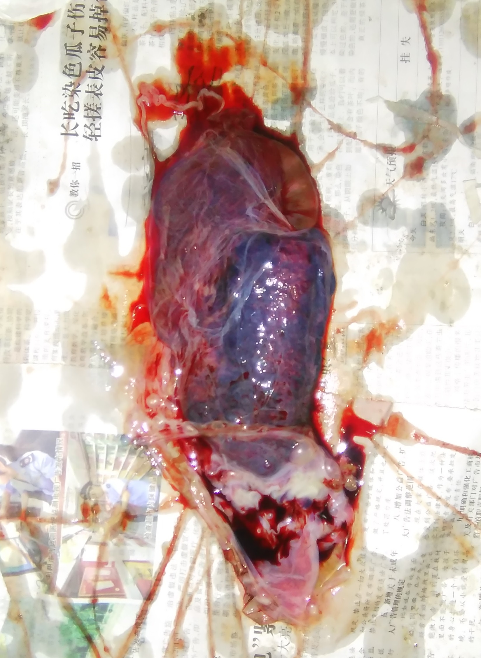 分享:母犬分娩那点儿事儿