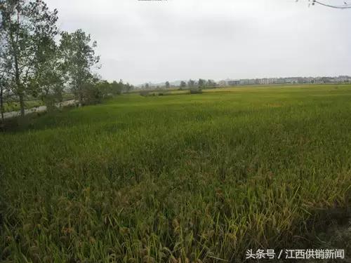 抚余农技专业合作社“念”出为农服务“真经”