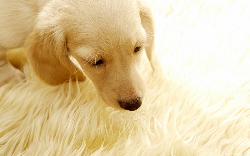 宠物狗毛打结如何处理,狗狗毛特别容易打结怎么办