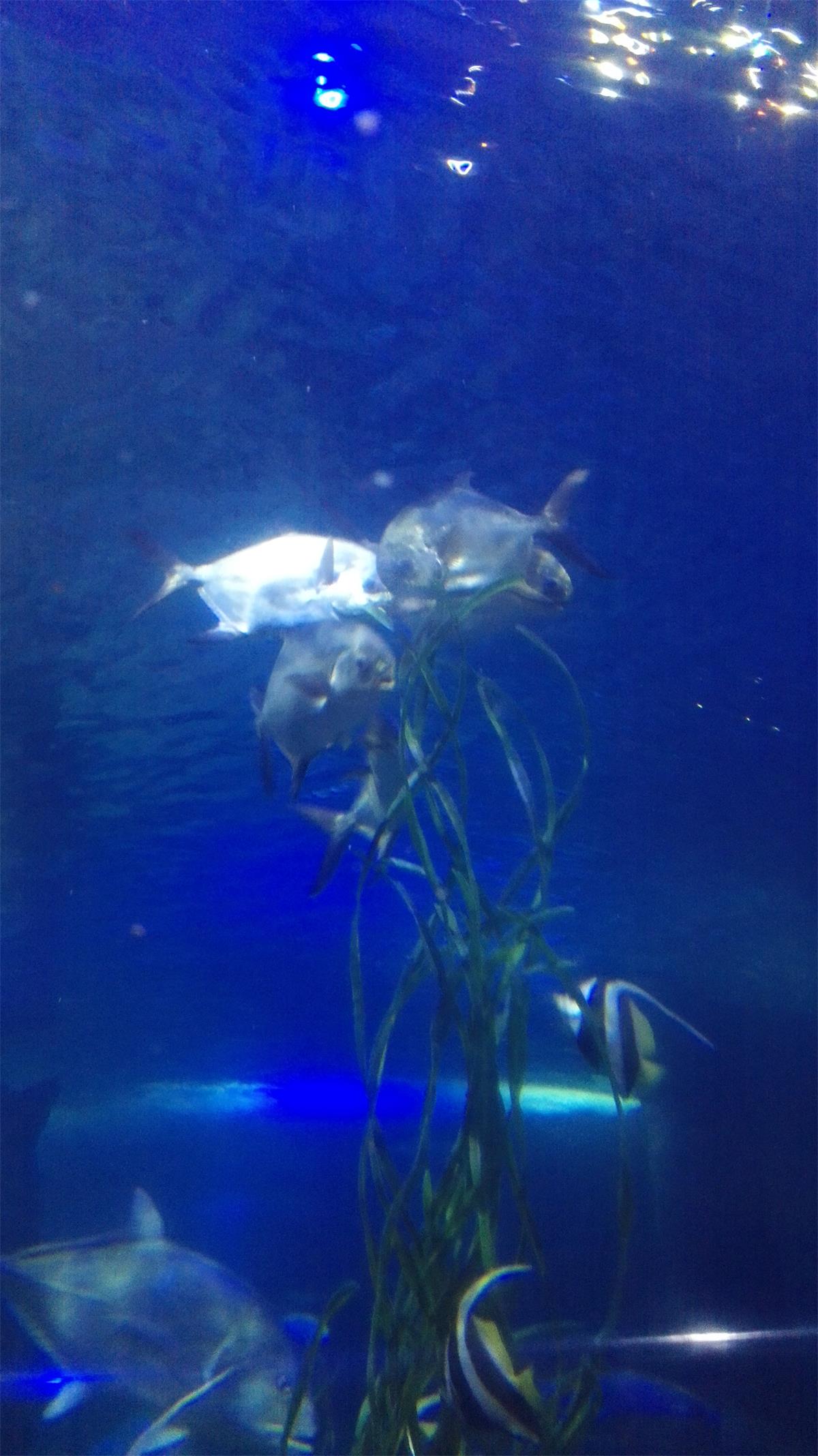 5天4夜玩转越南芽庄,越南芽庄90天