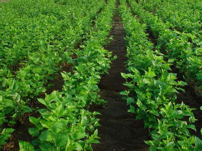 葡萄套完袋有裂果怎么办,葡萄套袋之后发现有枯果怎么办