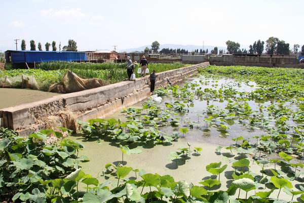 1百平方养泥鳅收益,藕田养泥鳅好还是稻田养泥鳅好