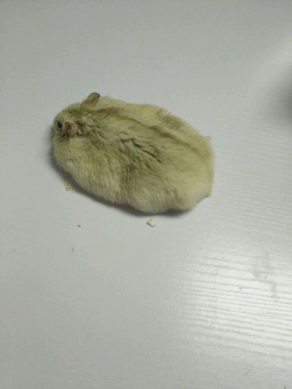 小仓鼠越狱了,仓鼠越狱的时候被压嘴巴歪了