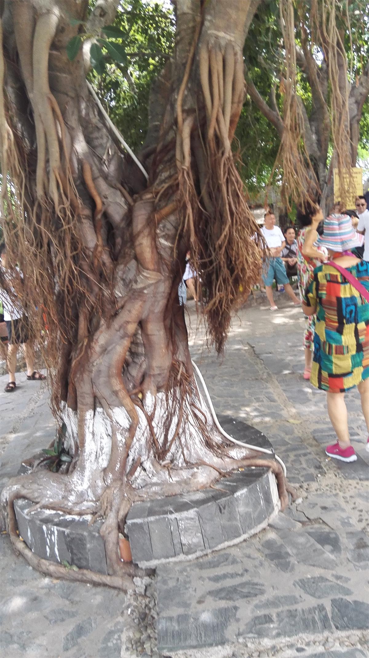 记录越南芽庄之旅第六天 (越南芽庄值得去吗)