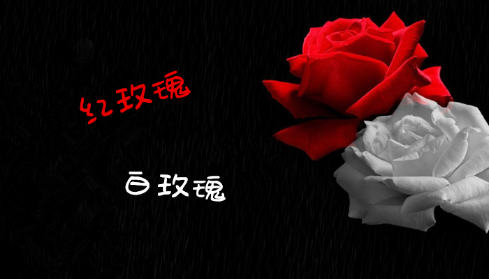 你是他的红玫瑰,还是白玫瑰?