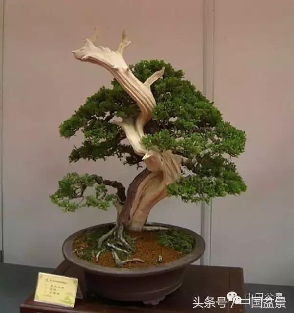 枸杞树桩盆景如何造型,紫薇盆景树桩造型图片