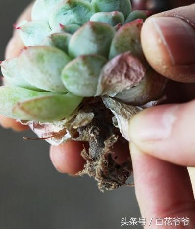 老肉友手把手教你学会韩国进口多肉的定植方法（配图哟！）