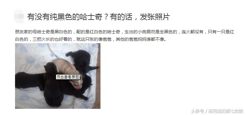 男子网上买哈士奇,网友在网上买了一只假的哈士奇