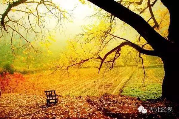 武汉秋天不可错过的美景,武汉踏春打卡地
