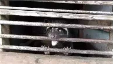 世界顶级咖啡猫屎咖啡,最贵猫屎咖啡10万