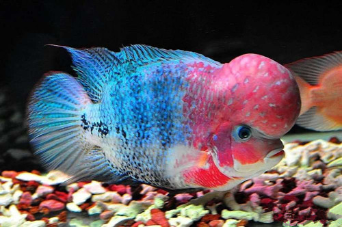 罗汉鱼死了是什么原因,罗汉鱼死的原因