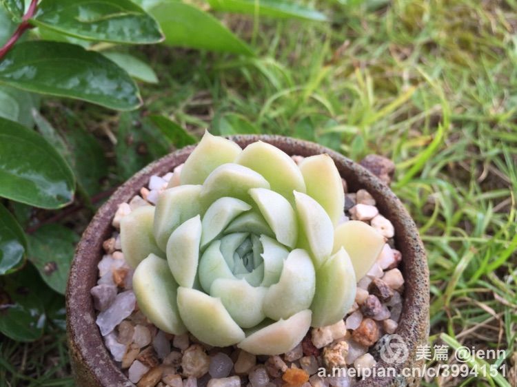 我的多肉小苗一直在露养用遮阳吗,露养冬天的第一盆多肉