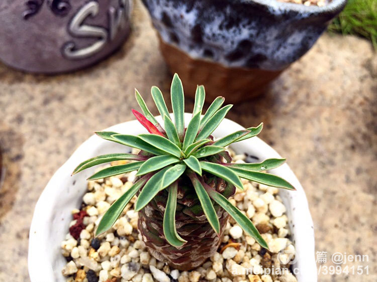 我的多肉小苗一直在露养用遮阳吗,露养冬天的第一盆多肉