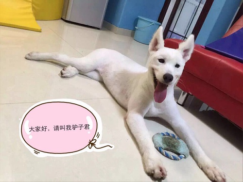 狗狗身上的毛剃光了是不是很难看,狗狗全部剃光毛的样子