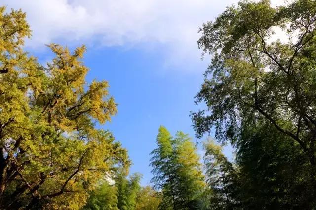 在宜兴竹海，阅读作家笔下的秋！