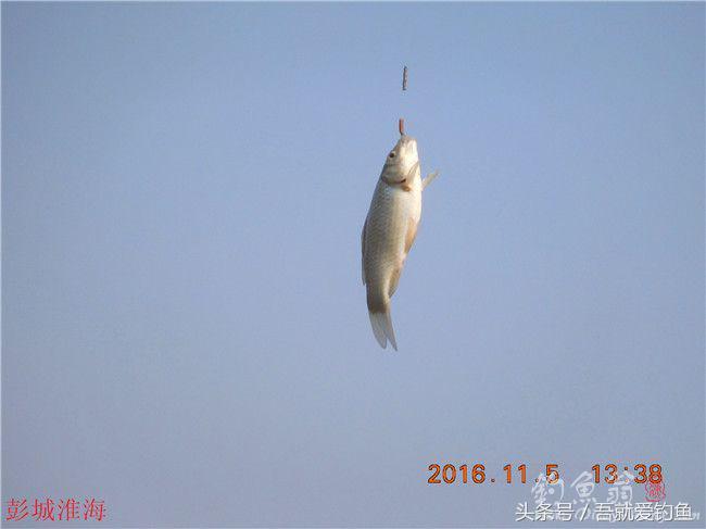 窝料大河野钓推荐,再钓东河水库