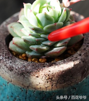 老肉友手把手教你学会韩国进口多肉的定植方法（配图哟！）