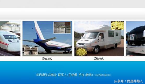 鹅苗采购,鹅苗品种鉴别