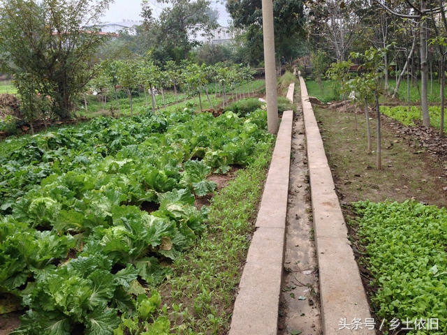 农业创业项目农村致富项目,未来十年农村致富项目