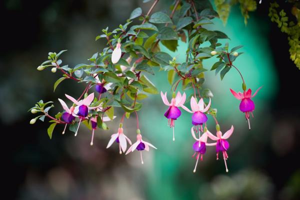 牡丹苗黄叶是什么原因,牡丹树黄叶怎么回事