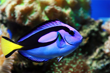 10句养鱼常用的“黑话”，你都知道吗？