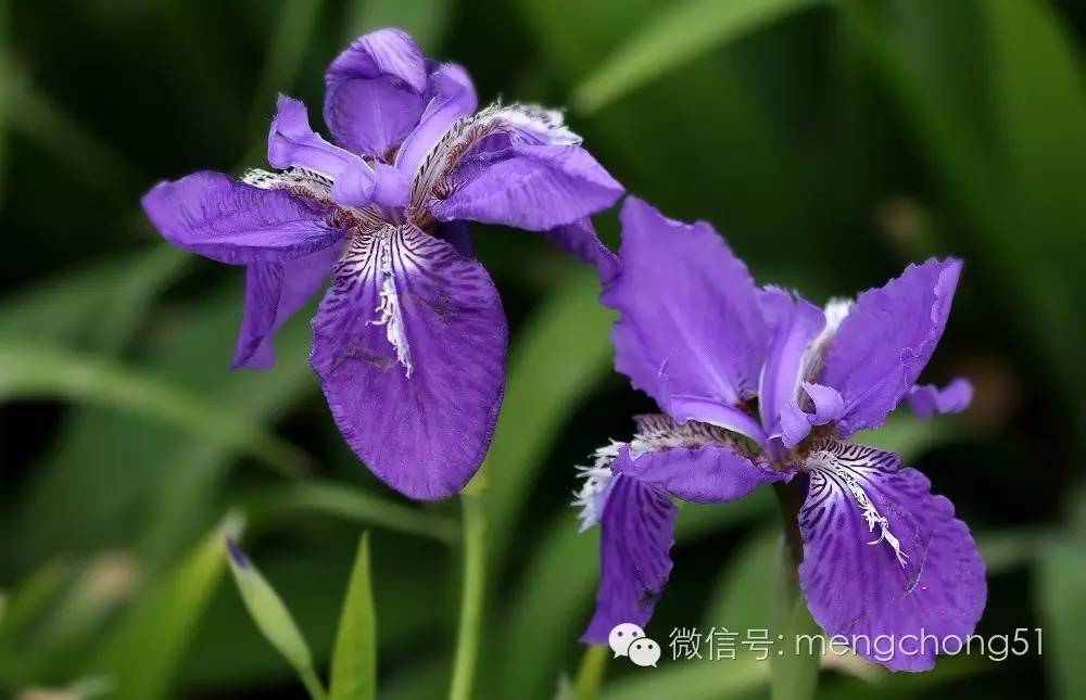 对猫咪有毒的植物有哪些？猫咪误食毒性植物怎么办？