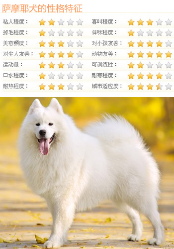 萨摩耶怎么养新手指南,萨摩耶怎么养最好