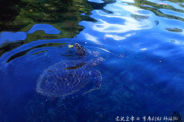 帕劳海底鲨鱼图片大全,帕劳海洋奇观之谜