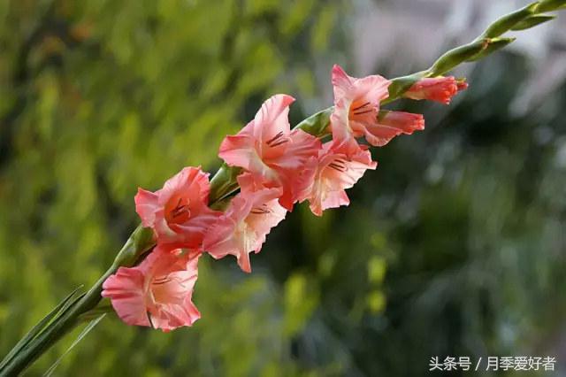 平常的日子送什么花比较好,夏秋季节送什么花合适呢