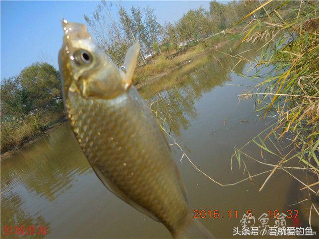 窝料大河野钓推荐,再钓东河水库