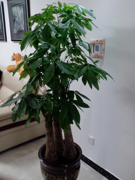 家庭种的绿植可以吸收雾霾吗,拒绝雾霾百合花