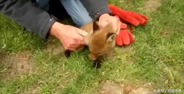 男子帮助被困狐狸,男子帮助被困狐狸报恩