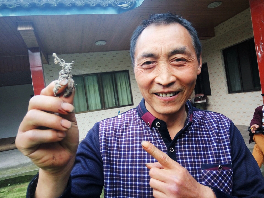 昆虫蝉的生长过程,和蝉一样从土里蜕变出来的昆虫