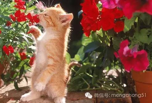 对猫咪有毒的植物有哪些？猫咪误食毒性植物怎么办？