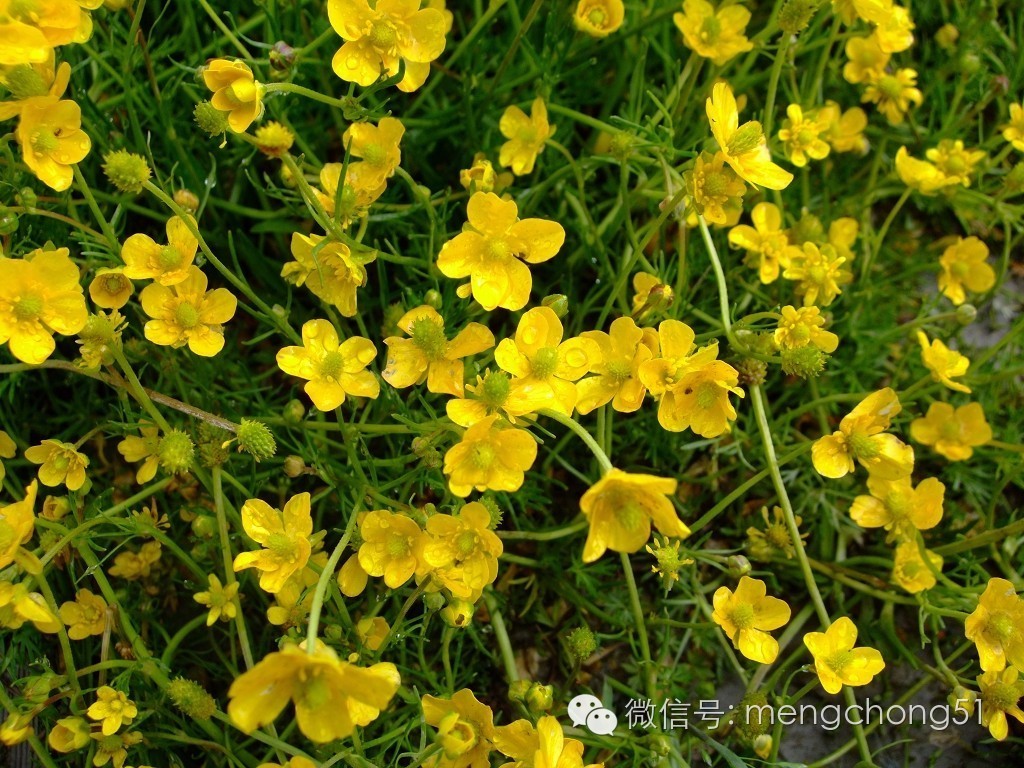 对猫咪有毒的植物有哪些？猫咪误食毒性植物怎么办？