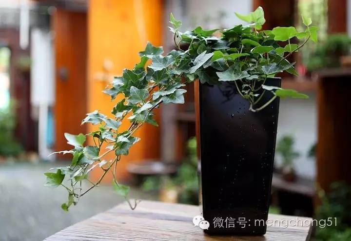 对猫咪有毒的植物有哪些？猫咪误食毒性植物怎么办？