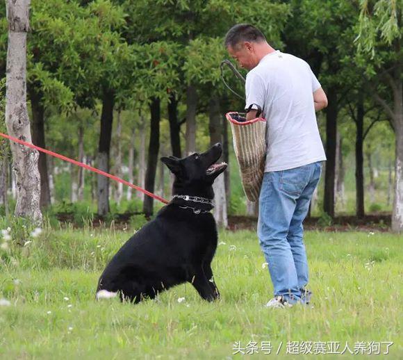德国牧羊犬长得真霸气,黑色德国牧羊犬和黑狼犬