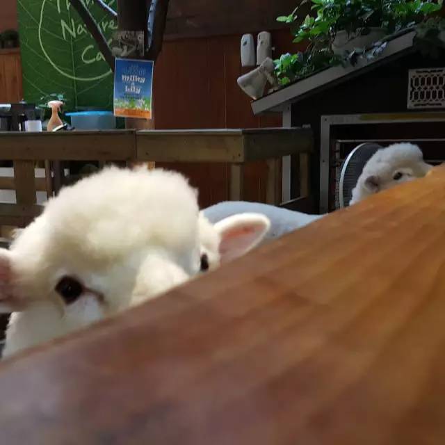 隐藏在韩剧里的套路King——咖啡