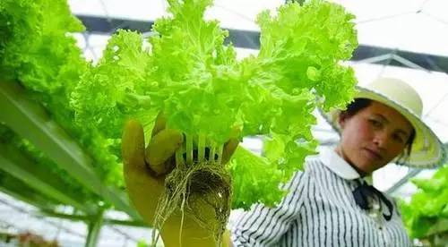 农村今后最赚钱的三种行业,农村热门创业行业