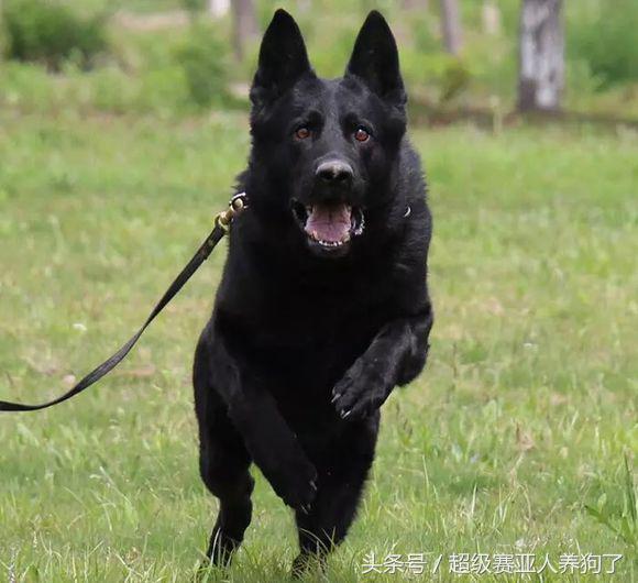德国牧羊犬长得真霸气,黑色德国牧羊犬和黑狼犬