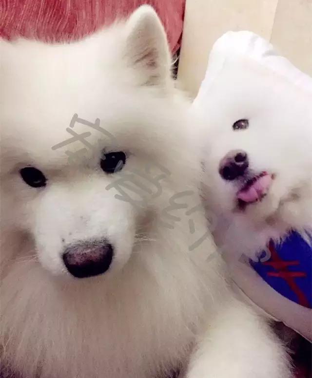 千万不要点开原声是什么梗,千万不要点开原声好吗