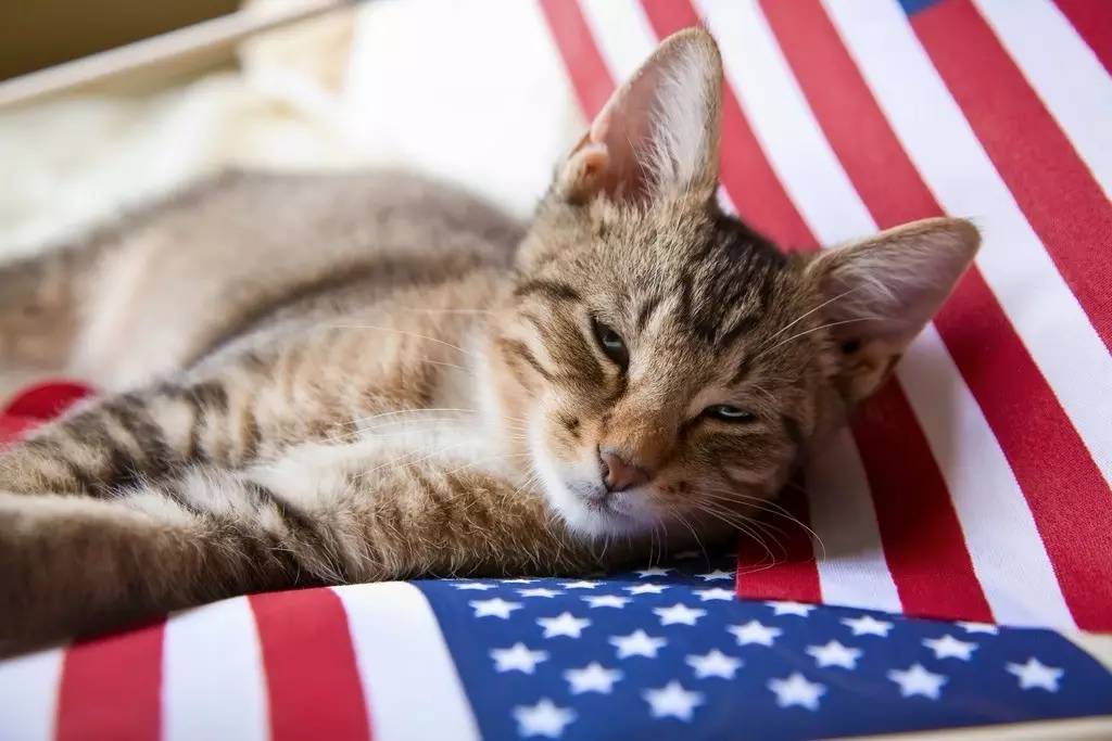 猫奴最多的国家,各国猫奴的生活