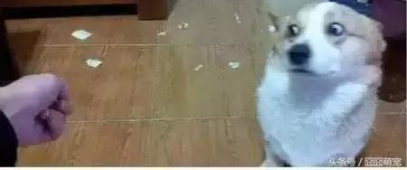 炖狗肉怎么做又香又好吃的视频,炖狗肉放什么料最好吃